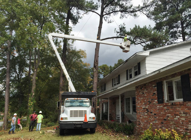 How Our Tree Care Process Works  in  Walkertown, NC